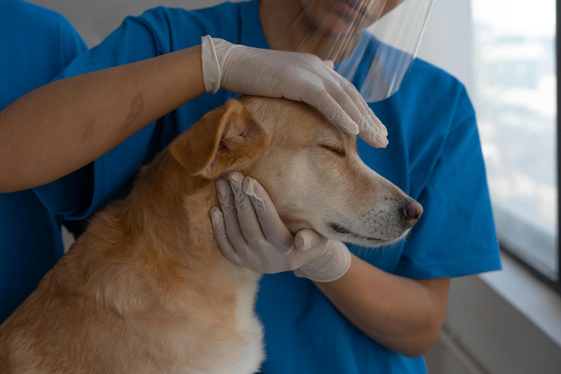 Farm & Large-Animal Vets near Tucson