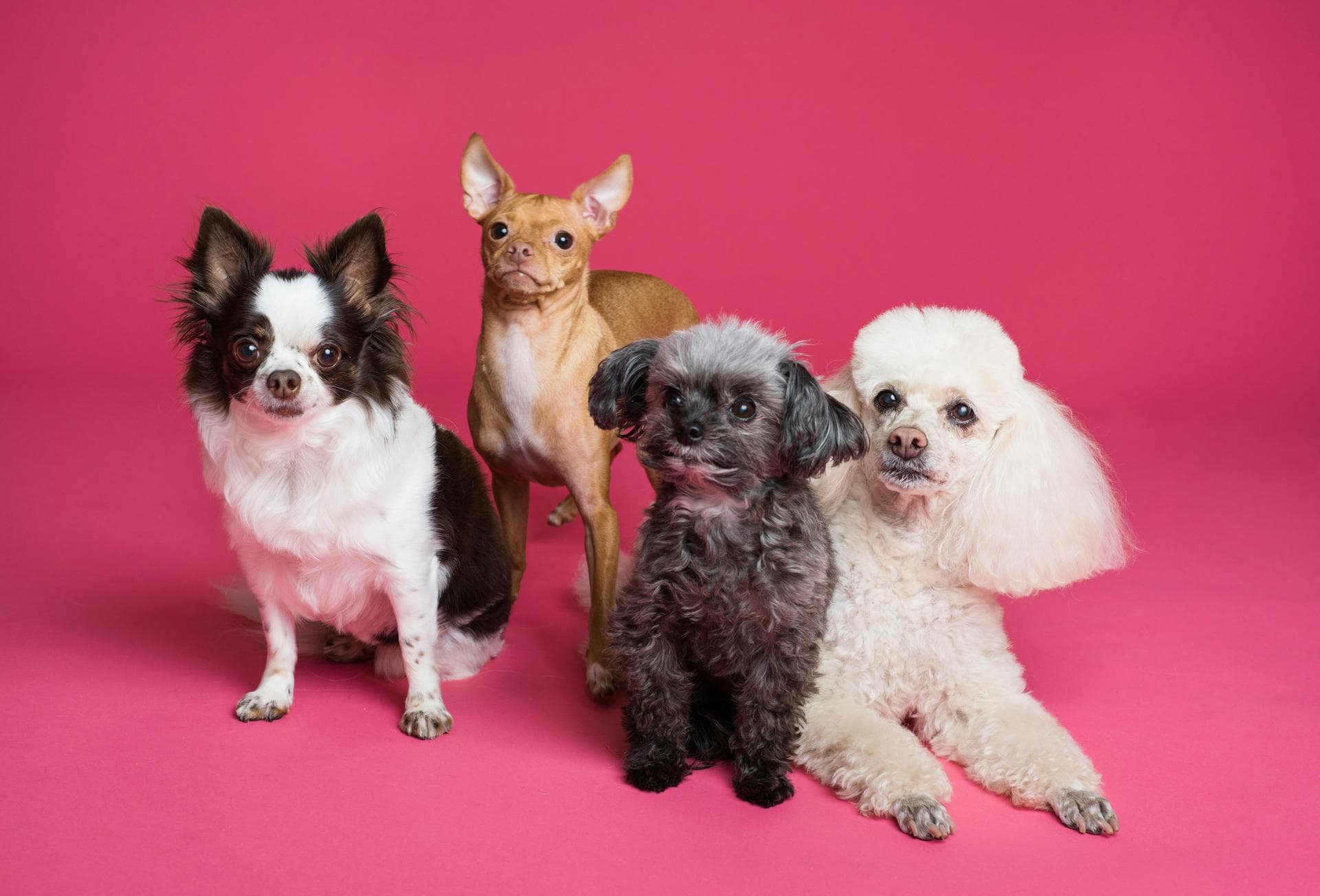 Specialist Vets in Tucson